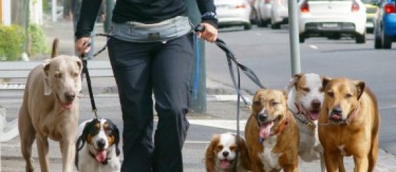 Więcej ostrożności i kultury na spacerach z psem