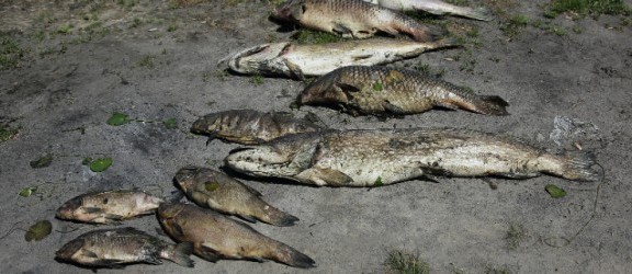 Katastrofa na jeziorze Drużno i rzece Wąskiej. Ponad tona śniętych ryb