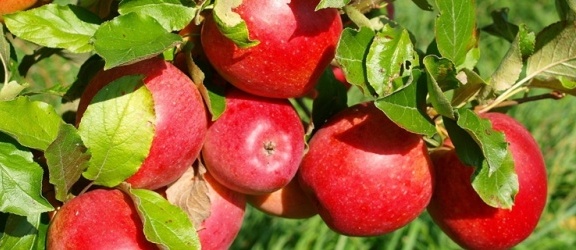Banki Żywności chcą robić przetwory z jabłek objętych embargiem
