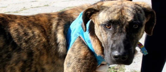 Braniewo: Prawie zagłodziła psa na śmierć. Sprawą zajął się sąd