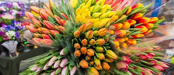 Kwiaty na każdą okazję - Importer & Hurtownia Walentynowicz zaprasza