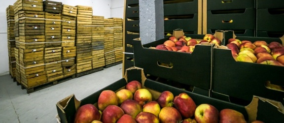 Tony jabłek trafiły do potrzebujących, w maju znów dostawa