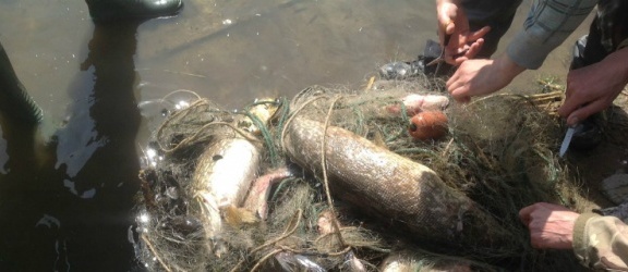800 kilogramów ryb odebrali strażnicy kłusownikom 