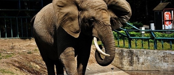 Grupa elblążan nagrała tańczącego słonia w ZOO. Jak się okazało – ma chorobę sierocą