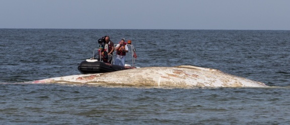 Martwy wieloryb na plaży w Stegnie. Odholują go na Hel (aktualizacja)