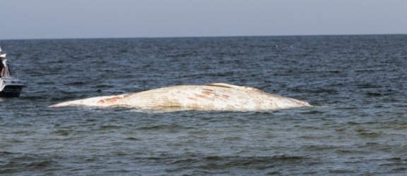 Wyciągają wieloryba ze Stegny. Pierwsza tego typu akcja operacja w Polsce