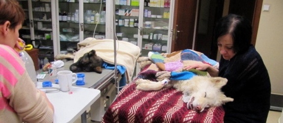 Lekarze nie zdołali uratować skatowanego psa. Dalsza część dramatu zwierząt w Zielonce Pasłęckiej 