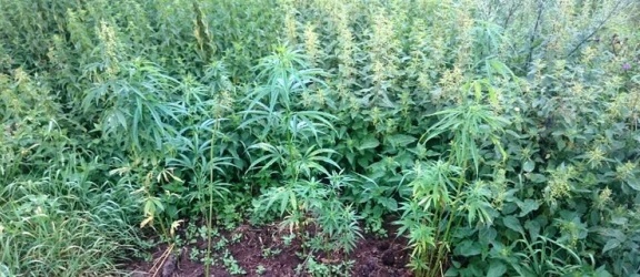 Policjanci zlikwidowali kolejną plantację marihuany