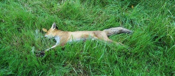 Poszedł na grzyby i znalazł konającego lisa