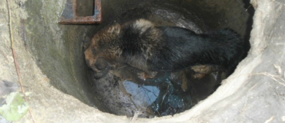 Pies znaleziony w studzience kanalizacyjnej
