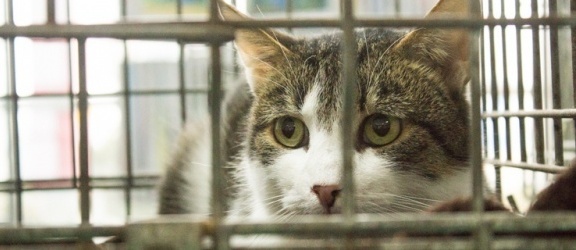 Miasto szuka chętnych do sterylizacji kotów 
