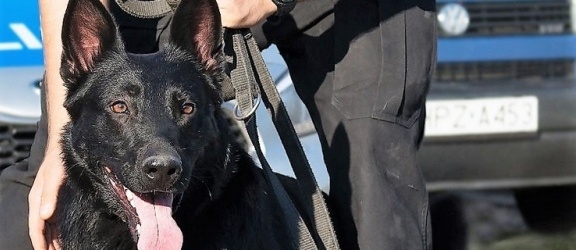 Policja bada przypadki pogryzienia przez psy