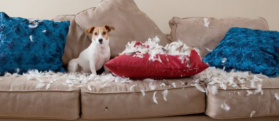 Gdy pies demoluje dom. Jak temu zaradzić?