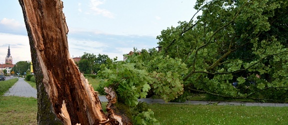 Wichura w Elblągu. Drzewo runęło w okolicach kościoła Bożego Ciała (+ zdjęcia)