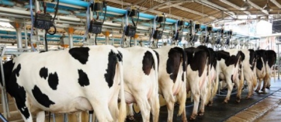 Agencja pomoże producentom mleka