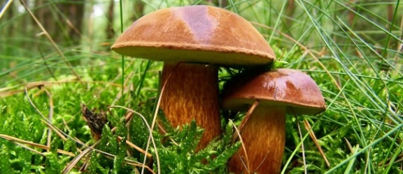 Uwaga miłośnicy grzybów, w okolicach Elbląga są koźlarze i kurki