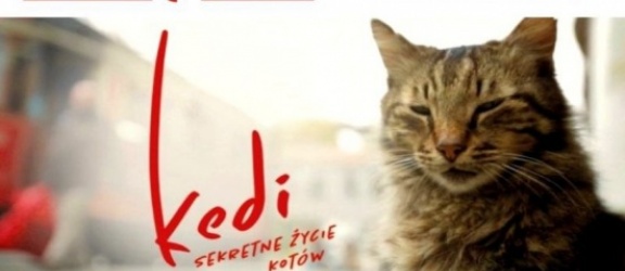 Kedi - sekretne życie kotów w Kinie Światowid