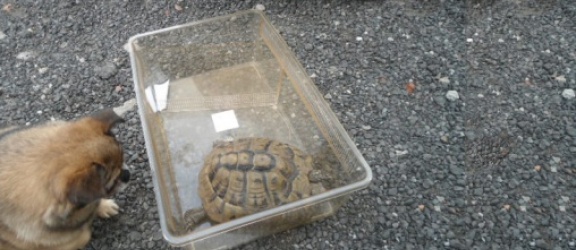 Żółw spacerował sobie elbląską ulicą 