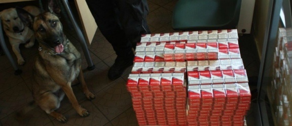 Gronowo. Kontrabanda w rosyjskim autobusie, ponad tysiąc paczek papierosów