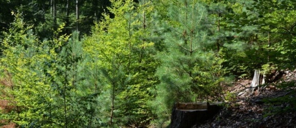 Elbląscy leśnicy apelują: „Planujecie wycieczki, pamiętajcie, że nie wszędzie można teraz wchodzić do lasu!” 