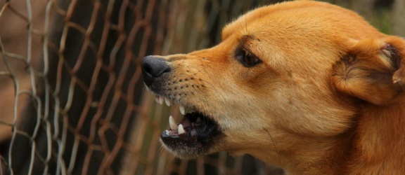 Pies pogryzł 15-letnią wolontariuszkę w elbląskim schronisku. Prokuratura umorzyła śledztwo