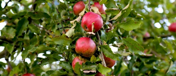 Kilka jabłek z rosyjskiego drzewa kosztowało naszych turystów ponad tysiąc złotych
