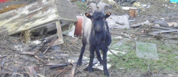 Elbląg. Przetrzymywał kozy bez dostępu do wody i jedzenia. Grozi mu do 3 lat więzienia 
