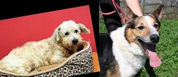 Dwa psy nie przeżyły huku petard rok temu w Elblągu. Jak będzie teraz? 