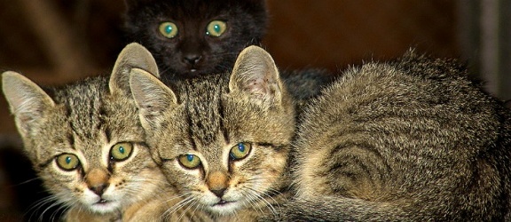 Walka z kotami przybiera różne formy... Elbląskie ogłoszenie rozbawiło internautów