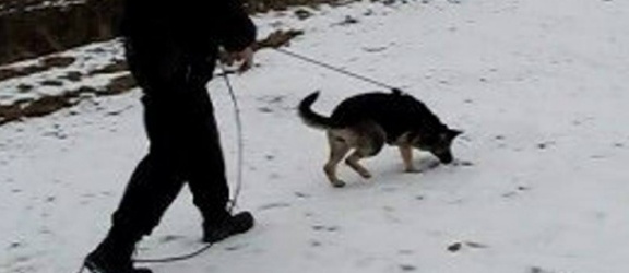 Elbląg/Pasłęk: Włamali się do sklepu. Policyjny pies doprowadził do zatrzymania podejrzanych 