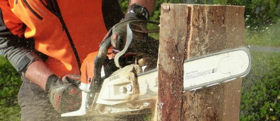 Zniknie ponad 500 drzew na trasie Mikoszewo – Drewnica - Dworek