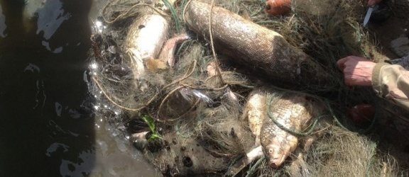  Prawie 300 kg śniętych ryb w rzece Dzierzgoń