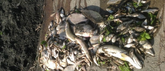 Prawie 700 kilogramów śniętych ryb w rzece Dzierzgoń