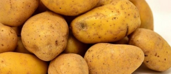 Groźna bakteria w egipskich ziemniakach. Ministerstwo alarmuje 