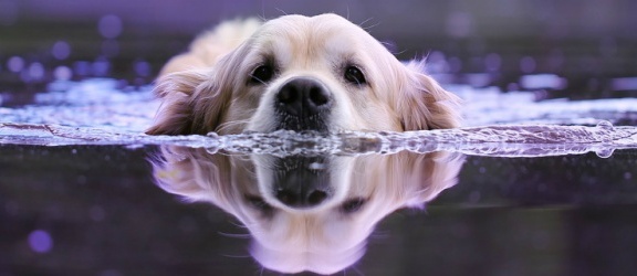 Konkurs fotograficzny „Mój pies i woda – bezpieczna przygoda”