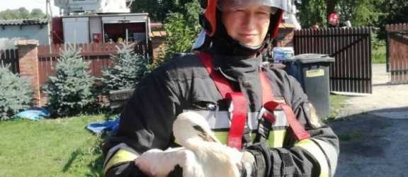  Braniewo. Strażacy uratowali bociana, psa i kota 
