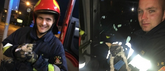 Elbląg. Strażacy uratowali kotka na ulicy Teatralnej 