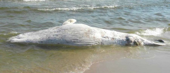 Wieloryb na plaży Mierzei Wiślanej 