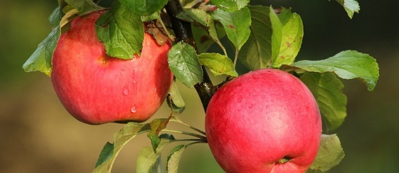 Polskie jabłka nie trafiają do Chin