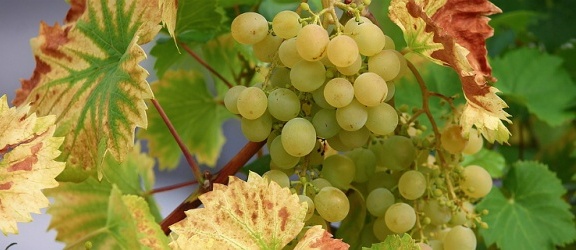 Polacy zaczynają produkować więcej wina. Mamy szansę być dobrym producentem białych i musujących win