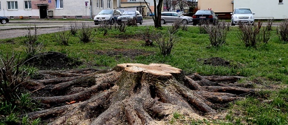 Elbląg. Wycięte drzewa na Placu Wolności (+zdjęcia)