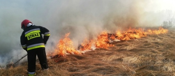 Gmina Młynary. Strażacy gasili pożar lasu  