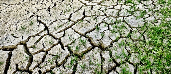 Mimo ostatnich opadów w czterech województwach występuje susza rolnicza