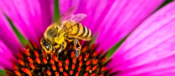 W Polsce przybywa pszczół i pszczelarzy amatorów. Rośnie również spożycie miodu