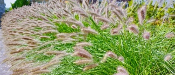 Trawy ozdobne – pięć sposobów na piękny ogród