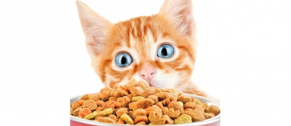 Jaka karma dla kota? Przewodnik po suchych i mokrych karmach