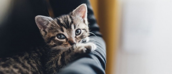 Jak opiekować się małym kotem?