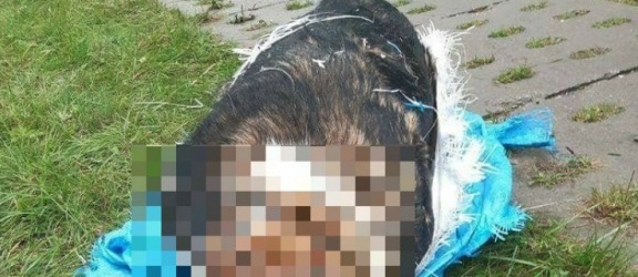 Pasłęk: Nastolatek zabił psa