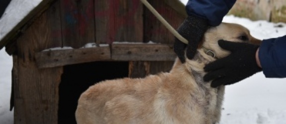 Policjanci z Pasłęka interweniowali w sprawie psa