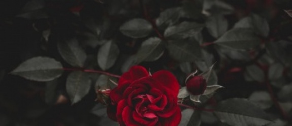 Jak wybrać odpowiednie sadzonki róży i na co zwrócić uwagę?